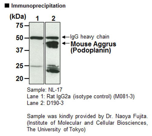Anti-Aggrus (Podoplanin) (Mouse) mAb (Clone: 8F11) Anti-Aggrus (Podoplanin) (Mouse) mAb (Clone: 8F11)