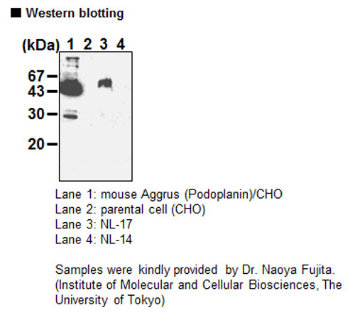 Anti-Aggrus (Podoplanin) (Mouse) mAb (Clone: 8F11) Anti-Aggrus (Podoplanin) (Mouse) mAb (Clone: 8F11)