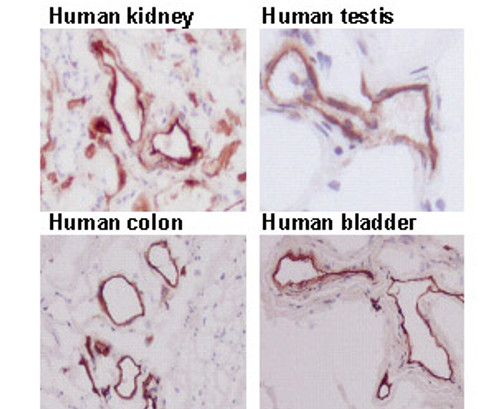 Anti-CD93 (Human) mAb (Clone: mNI-11) Anti-CD93 (Human) mAb (Clone: mNI-11)