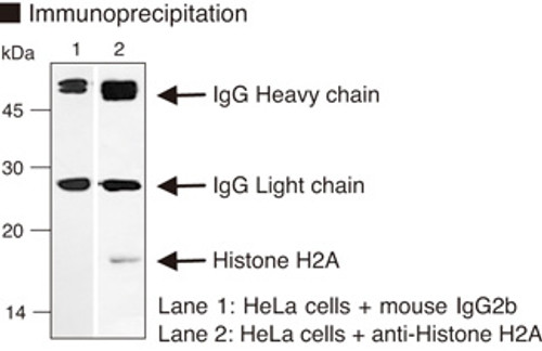 Anti-Histone H2A mAb (Clone: C10037) Anti-Histone H2A mAb (Clone: C10037)
