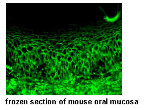 Anti-Desmoglein 3 (Mouse) mAb (No Azide) (Clone: AK9) Anti-Desmoglein 3 (Mouse) mAb (No Azide) (Clone: AK9)