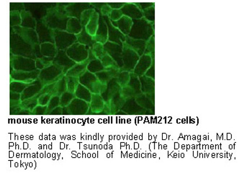 Anti-Desmoglein 3 (Mouse) mAb (No Azide) (Clone: AK18) Anti-Desmoglein 3 (Mouse) mAb (No Azide) (Clone: AK18)
