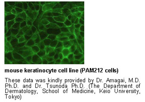 Anti-Desmoglein 3 (Mouse) mAb (No Azide) (Clone: AK23) Anti-Desmoglein 3 (Mouse) mAb (No Azide) (Clone: AK23)