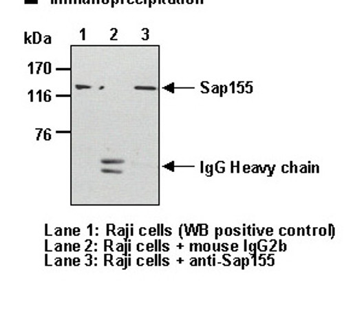 Anti-Sap155 mAb (Clone: 16) Anti-Sap155 mAb (Clone: 16)
