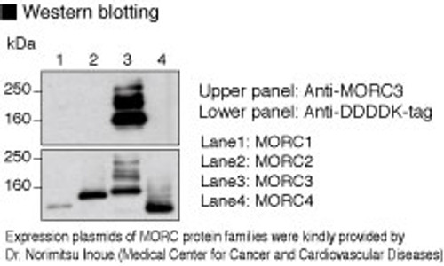 Anti-MORC3 (Human) mAb (Clone: 17A9) Anti-MORC3 (Human) mAb (Clone: 17A9)