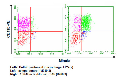 Anti-Mincle (Mouse) mAb (Clone: 1B6) Anti-Mincle (Mouse) mAb (Clone: 1B6)