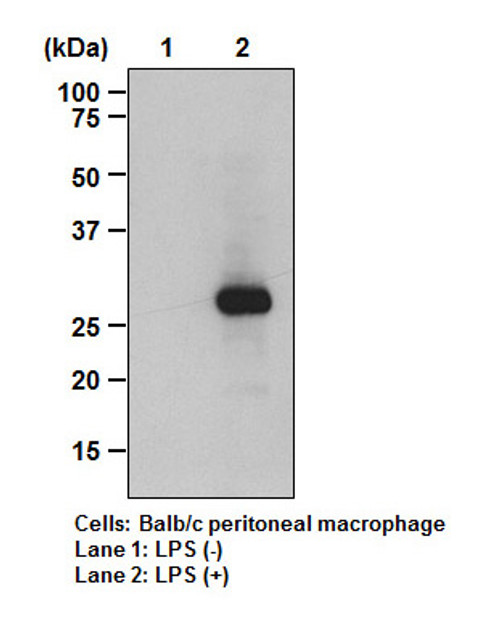 Anti-Mincle (Mouse) mAb (Clone: 1B6) Anti-Mincle (Mouse) mAb (Clone: 1B6)