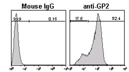 Anti-GP2 (Glycoprotein 2) (Human) mAb (Clone: 3G7-H9) Anti-GP2 (Glycoprotein 2) (Human) mAb (Clone: 3G7-H9)