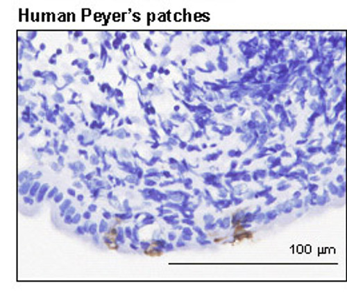 Anti-GP2 (Glycoprotein 2) (Human) mAb (Clone: 3G7-H9) Anti-GP2 (Glycoprotein 2) (Human) mAb (Clone: 3G7-H9)