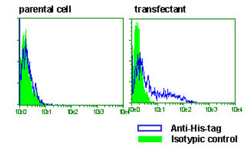 Anti-His-tag mAb-Alexa Fluor® 488 (Clone: OGHis) Anti-His-tag mAb-Alexa Fluor® 488 (Clone: OGHis)