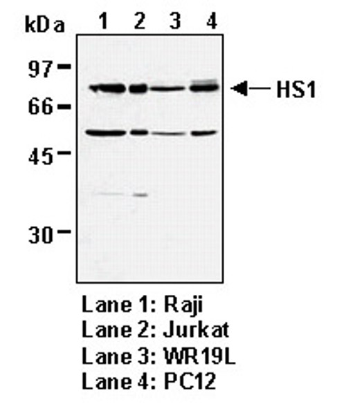 Anti-HS1 (Human) mAb (Clone: 3A3) Anti-HS1 (Human) mAb (Clone: 3A3)