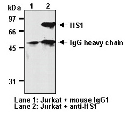 Anti-HS1 (Human) mAb (Clone: 3A3) Anti-HS1 (Human) mAb (Clone: 3A3)
