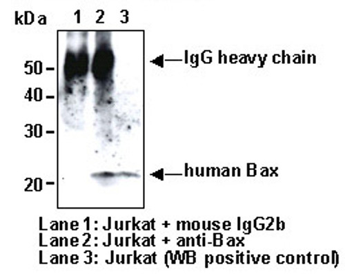 Anti-BAX (Human) mAb (Clone: 4F11) Anti-BAX (Human) mAb (Clone: 4F11)