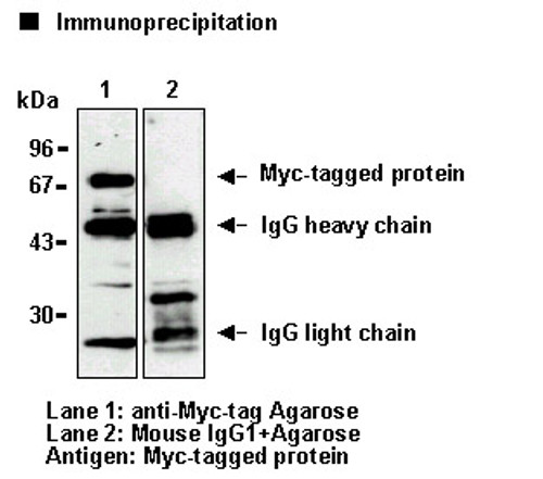 Anti-Myc-tag mAb-Agarose (Clone: PL14) Anti-Myc-tag mAb-Agarose (Clone: PL14)