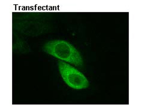 Anti-Myc-tag mAb-Alexa Fluor® 488 (Clone: PL14) Anti-Myc-tag mAb-Alexa Fluor® 488 (Clone: PL14)