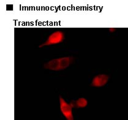 Anti-Myc-tag mAb-Alexa Fluor® 594 (Clone: PL14) Anti-Myc-tag mAb-Alexa Fluor® 594 (Clone: PL14)