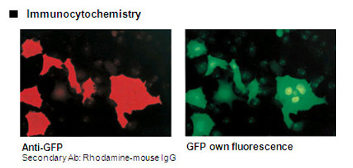 Anti-GFP mAb for My select sampler set (Clone: 1E4) Anti-GFP mAb for My select sampler set (Clone: 1E4)