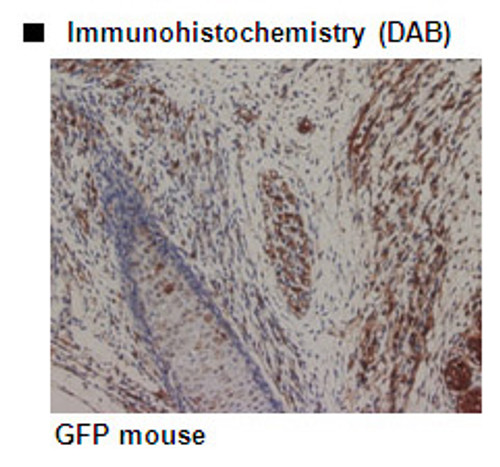Anti-GFP mAb for My select sampler set (Clone: 1E4) Anti-GFP mAb for My select sampler set (Clone: 1E4)