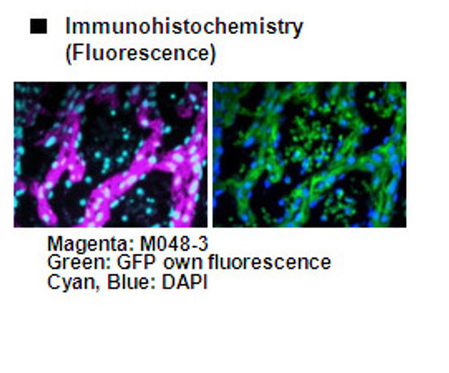 Anti-GFP mAb for My select sampler set (Clone: 1E4) Anti-GFP mAb for My select sampler set (Clone: 1E4)
