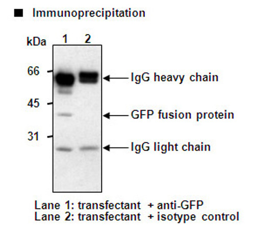 Anti-GFP mAb for My select sampler set (Clone: 1E4) Anti-GFP mAb for My select sampler set (Clone: 1E4)