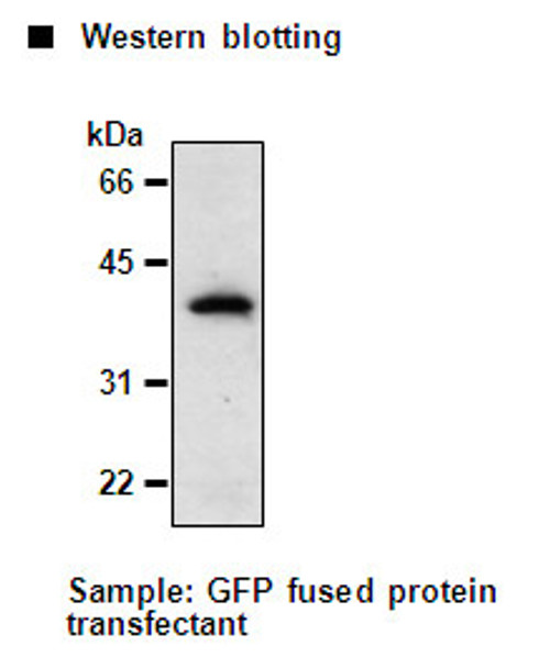 Anti-GFP mAb for My select sampler set (Clone: 1E4) Anti-GFP mAb for My select sampler set (Clone: 1E4)