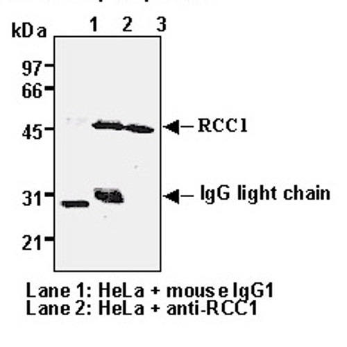 Anti-RCC1 (Human) mAb (Clone: 3D11) Anti-RCC1 (Human) mAb (Clone: 3D11)