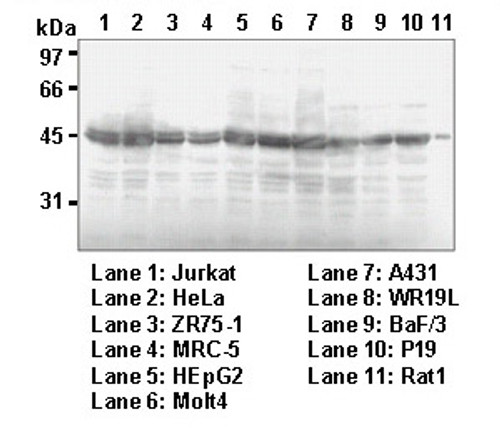 Anti-RCC1 (Human) mAb (Clone: 3D11) Anti-RCC1 (Human) mAb (Clone: 3D11)