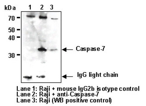 Anti-Caspase-7 mAb (Clone: 4G2)