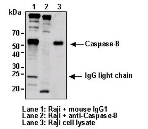 Anti-Caspase-8 (Human) mAb (Clone: 5D3) Anti-Caspase-8 (Human) mAb (Clone: 5D3)