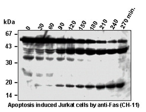 Anti-Caspase-8 (Human) mAb (Clone: 5D3) Anti-Caspase-8 (Human) mAb (Clone: 5D3)