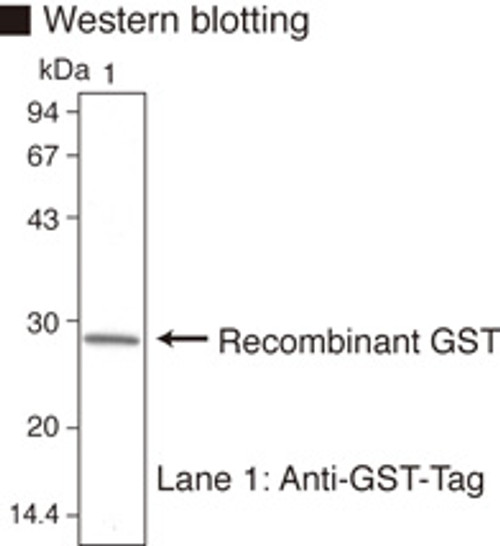Anti-GST-tag mAb (Clone: 3B2) Anti-GST-tag mAb (Clone: 3B2)