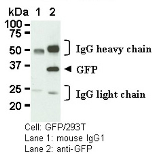 Mouse IgG1 (isotype control) (Clone: 2E12) Mouse IgG1 (isotype control) (Clone: 2E12)