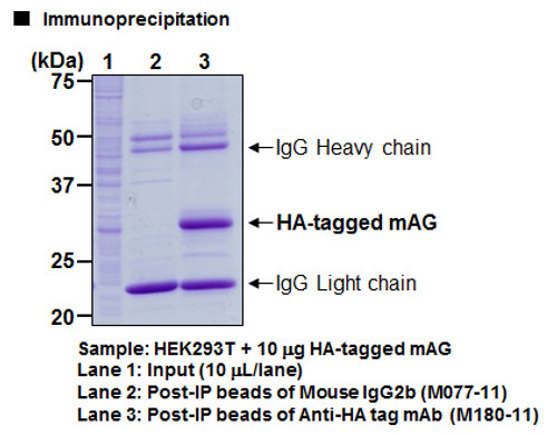 Mouse IgG2b (isotype control)-Magnetic Beads (Clone: 3D12) Mouse IgG2b (isotype control)-Magnetic Beads (Clone: 3D12)