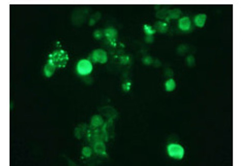 Anti-SUMO-2/3 (Human) mAb (Clone: 1E7)