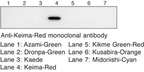 Anti-monomeric Keima-Red mAb (Clone: 2F7) Anti-monomeric Keima-Red mAb (Clone: 2F7)