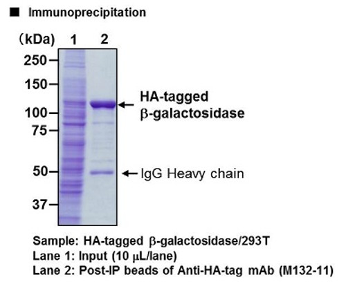 Anti-HA-tag mAb-Magnetic Beads (Clone: 5D8) Anti-HA-tag mAb-Magnetic Beads (Clone: 5D8)
