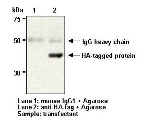 Anti-HA-tag mAb (Clone: 5D8) Anti-HA-tag mAb (Clone: 5D8)