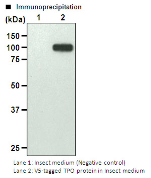 Anti-V5-tag mAb-Magnetic Agarose (Clone: 1H6) Anti-V5-tag mAb-Magnetic Agarose (Clone: 1H6)