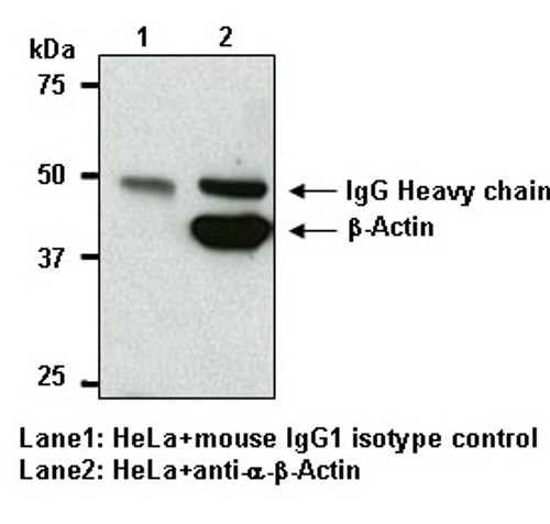 Anti-β-Actin mAb (Clone: 6D1) Anti-β-Actin mAb (Clone: 6D1)