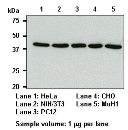 Anti-β-Actin mAb (Clone: 6D1) Anti-β-Actin mAb (Clone: 6D1)