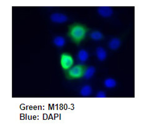 Anti-HA-tag mAb (Clone: TANA2) Anti-HA-tag mAb (Clone: TANA2)