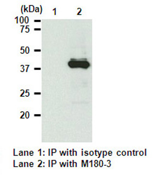 Anti-HA-tag mAb (Clone: TANA2) Anti-HA-tag mAb (Clone: TANA2)