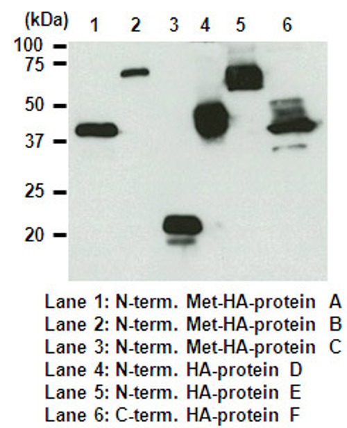 Anti-HA-tag mAb (Clone: TANA2) Anti-HA-tag mAb (Clone: TANA2)