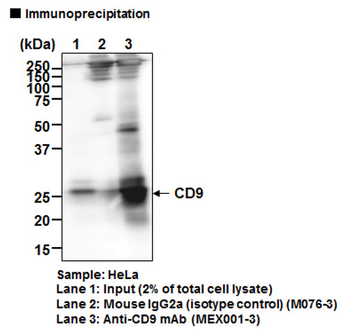 Anti-CD9 mAb (Clone: A100-4) Anti-CD9 mAb (Clone: A100-4)