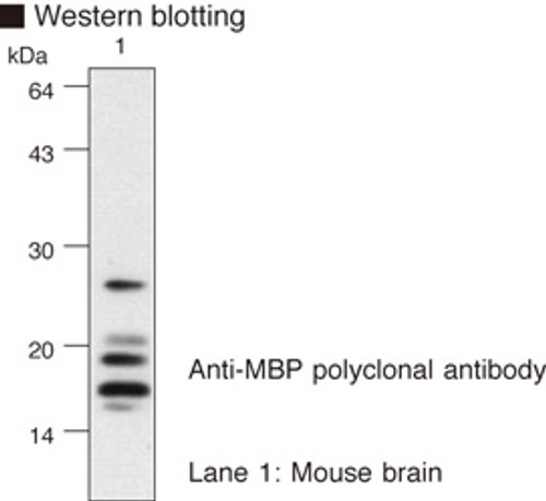 Anti-MBP (Myelin Basic Protein) pAb Anti-MBP (Myelin Basic Protein) pAb