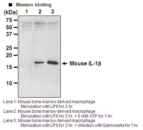 Anti-cleaved IL-1β (Mouse) pAb Anti-cleaved IL-1β (Mouse) pAb