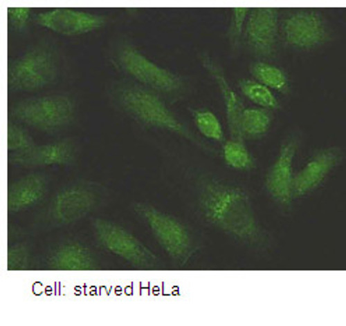 Anti-Atg2A pAb Anti-Atg2A pAb