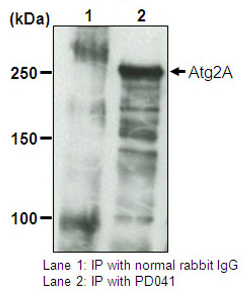 Anti-Atg2A pAb Anti-Atg2A pAb