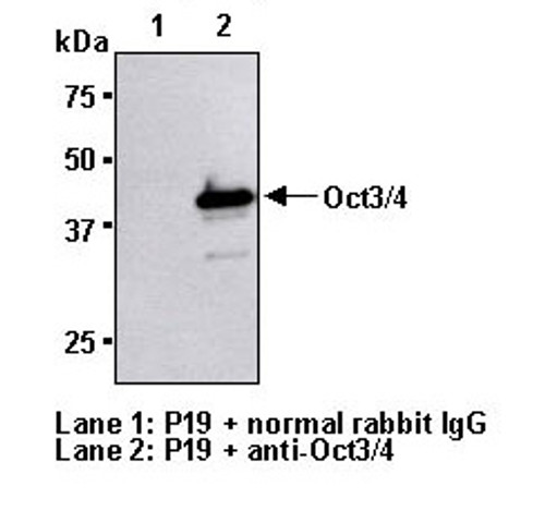Anti-Oct3/4 (Mouse) pAb Anti-Oct3/4 (Mouse) pAb