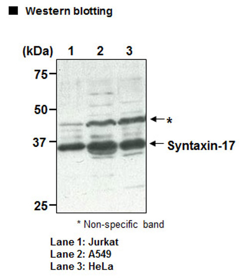 Anti-Syntaxin-17 (Human) pAb Anti-Syntaxin-17 (Human) pAb